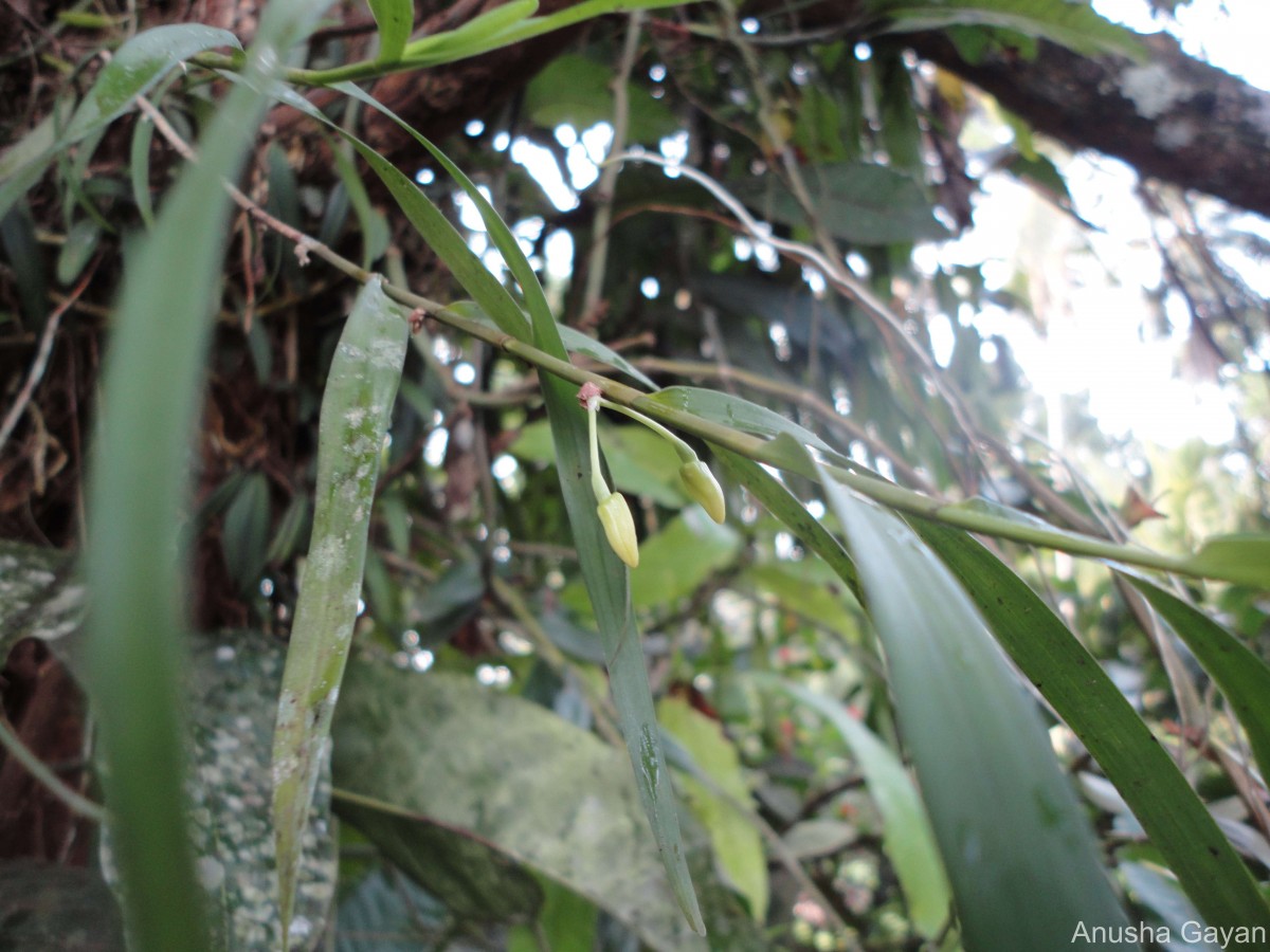 Dendrobium salaccense (Blume) Lindl.